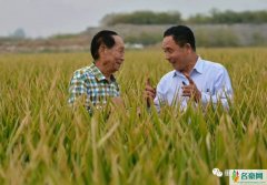 袁隆平团队再刷纪录 袁老的国际稻产量节节攀升