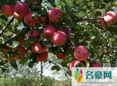 苹果树施肥过浅造成的危害有哪些 如何提高苹果树