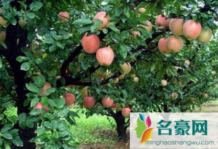 苹果树施肥过浅造成的危害有哪些 3