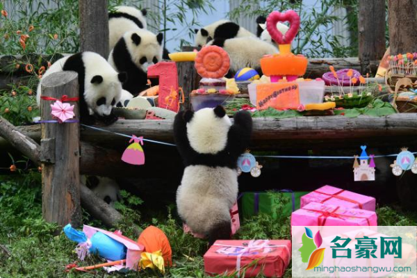 18只熊猫集体庆生 圆滚滚天团大派对