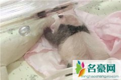 重庆两只熊猫同日生下双胞胎幼崽 熊猫生涯的缘分