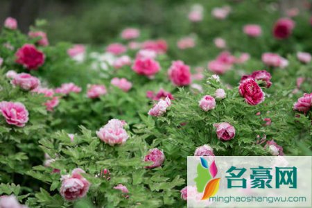 中国花协推荐牡丹作为国花 你心中的国花是什么
