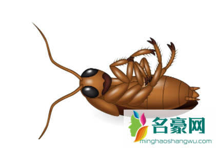 蟑螂会咬人吗3