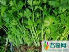 芹菜苗长得慢是什么原因 芹菜怎么育苗长才快