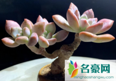 多肉的茎很长了怎么办 多肉的茎上长了好多须须