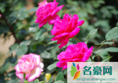 月季杆都变成黑的了怎么办 月季杆怎么才能养粗