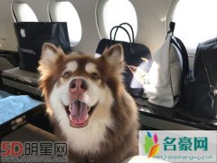 王思聪带狗避雨 私人飞机是亮点