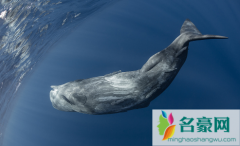 深圳大鹏近海有鲸鱼出没真的假的 为什么不能靠近
