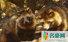 上海100多个小区出现貉怎么来的 貉和浣熊有什么区