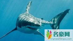 郑州海洋馆鲨鱼跑出来了2021真的假的 多家企业捐款