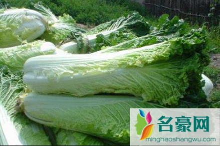大白菜不包心是种子质量不行吗1