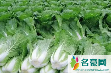 大白菜不包心是种子质量不行吗2