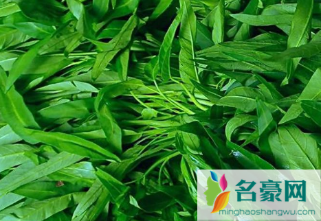 空心菜水培成活率高吗2