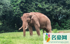 象群会过高速上大桥吗 象群遇到高速怎么办