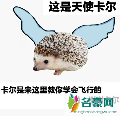 小刺猬卡尔是什么梗10