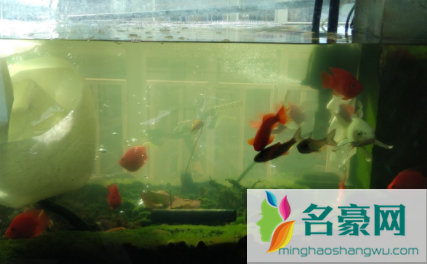 养鱼的水是什么颜色好2