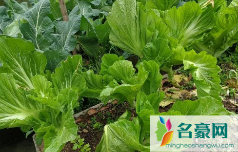 八月份种菠菜成活率高吗2