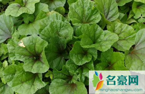 八月份种菠菜成活率高吗1