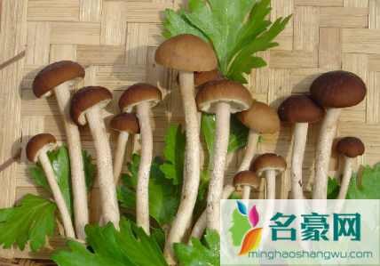 食用菌生长需要什么环境3