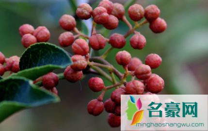 肉类焯水放花椒吗2