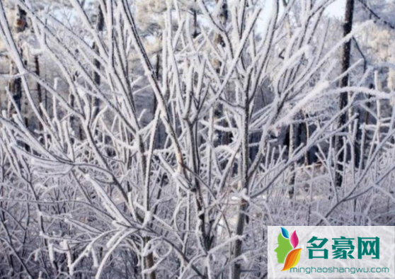 2022年立春后会有霜吗3