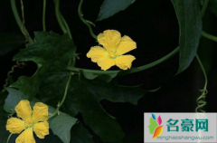 丝瓜烂花原因有什么 丝瓜烂花怎么解决