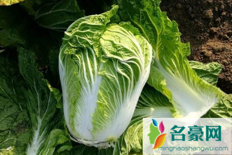 立秋后几天种白菜萝卜好1