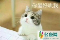 低头认错服软的话！女生适当也要给男朋友一点台阶