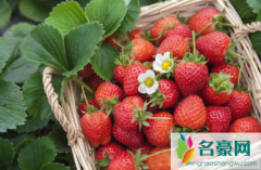 草莓苗种植多久能施肥 草莓幼苗施肥注意事项