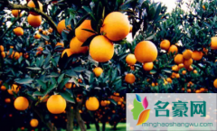 柑橘采收前如何浇水施肥 柑橘施肥哪些是要注意的