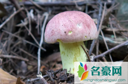 牛肝菌泡多久才最佳3