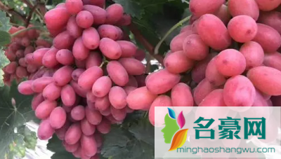 红提变软是坏了吗3