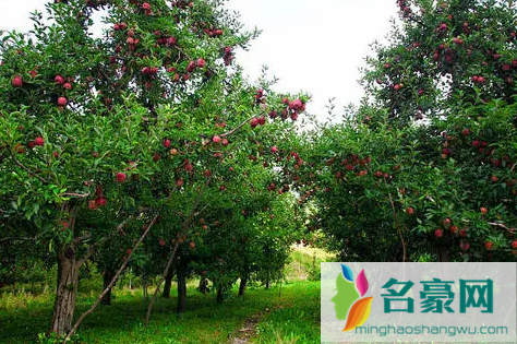 苹果树秋季该如何施肥 2