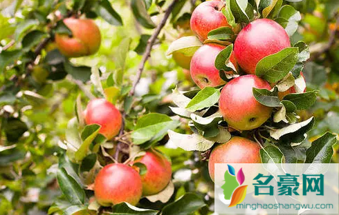 苹果树秋季该如何施肥 1