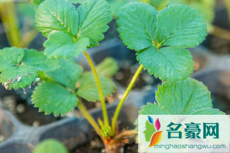草莓秧子为什么烂根2