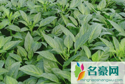辣椒苗种下后多久能施肥2
