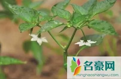 辣椒苗种下后多久能施肥3