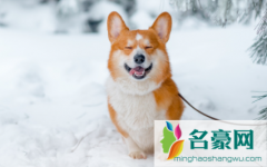 狗在零下多少度没事 冬季怎么给狗狗保暖