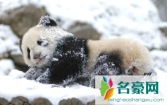 成都熊猫基地冬季几点去好 大熊猫每天花多少时间