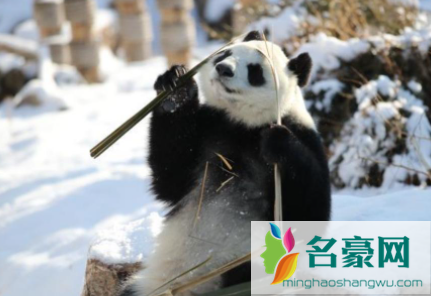 大熊猫在冬天冬不冬眠1