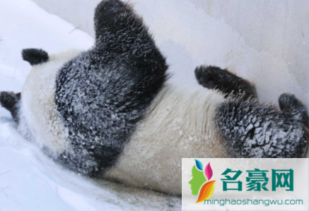 大熊猫在冬天冬不冬眠3