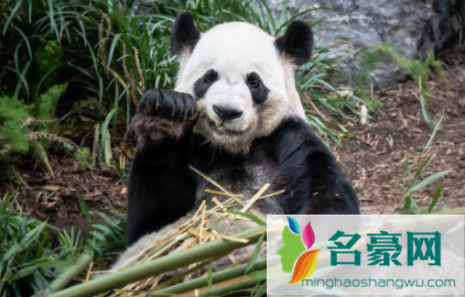 大熊猫每天吃多少斤竹子2