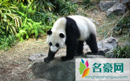 大熊猫每天吃多少斤竹子3