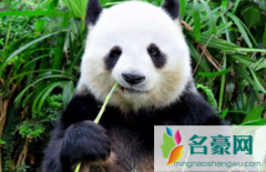 大熊猫每天吃多少斤竹子 大熊猫为什么有黑眼圈