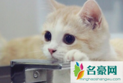 猫咪不肯吃化毛片怎么办 小猫几个月吃化毛膏