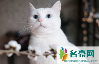 猫咪不肯吃化毛片怎么办3