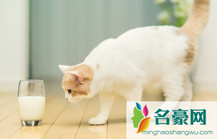 猫咪不肯吃化毛片怎么办4