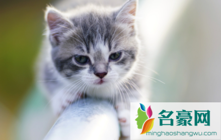 猫咪不肯吃化毛片怎么办2