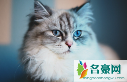 长毛猫需要吃化毛膏吗3