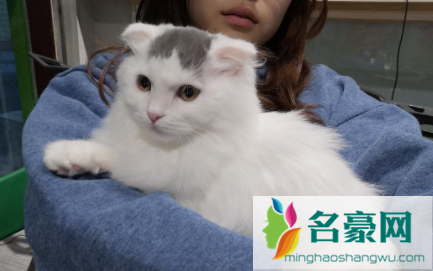 长毛猫需要吃化毛膏吗2